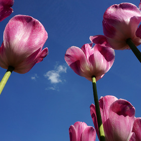 Тюльпаны - это дивные цветы...  Так грациозны, так божественно милы...