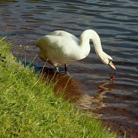 А белый лебедь на пруду...